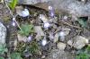 Hepatica nobilis